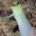 jawfish_yellowhead_dw_wc_v_0536_tci0894.jpg